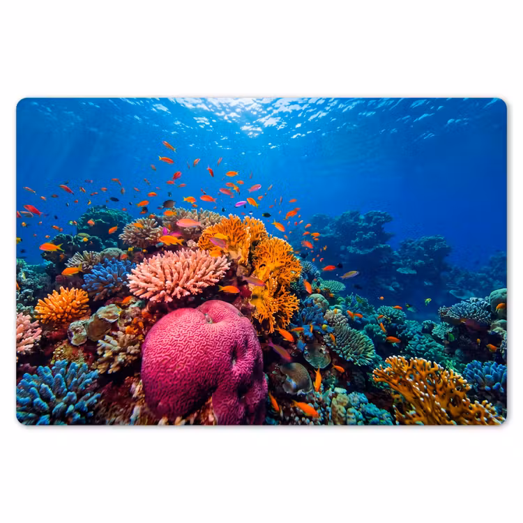 Koraal - Vissen - Oceaan - Natuur - Kleurrijk Placemat vinyl groot -zzsfeer1_Kitchenyeah-website