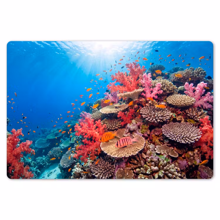 Koraalrif - Vissen - Onderwater - Tropisch - Rood Placemat vinyl groot -zzsfeer1_Kitchenyeah-website