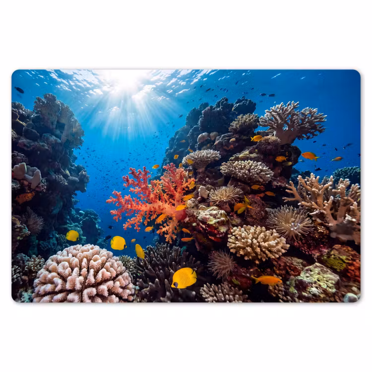 Zee - Koraalrif - Natuur - Levendig - Blauw Placemat vinyl groot -zzsfeer1_Kitchenyeah-website