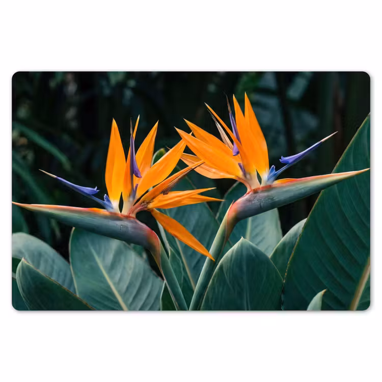 Paradijsvogel - Bloem - Exotisch Placemat vinyl groot -zzsfeer1_Kitchenyeah-website
