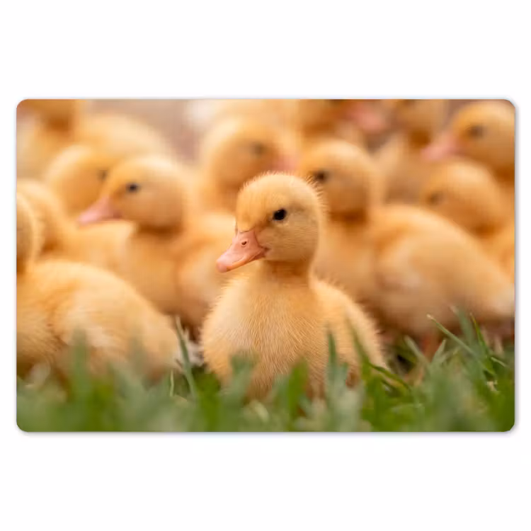 Pijltje - Eend - Natuur - Geel Placemat vinyl groot -zzsfeer1_Kitchenyeah-website
