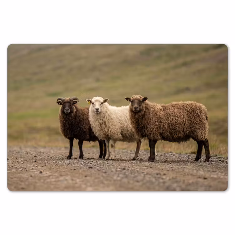 Schapen - Bruin - Wit - Grindpad Placemat vinyl groot -zzsfeer1_Kitchenyeah-website