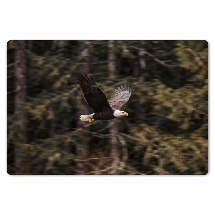 Zeearend - Vliegen - Bos - Natuur Placemat vinyl groot -zzsfeer1_Kitchenyeah-website