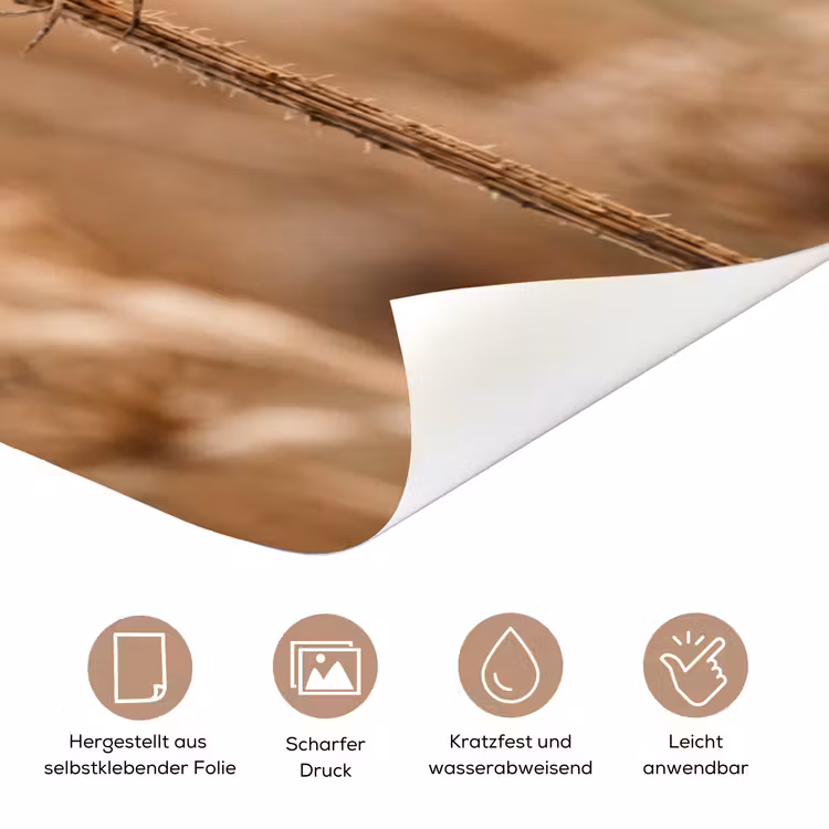 Schermbloem - Droogbloem - Winter - Beige - Minimalistisch deurposter klein -tcloseup_DE