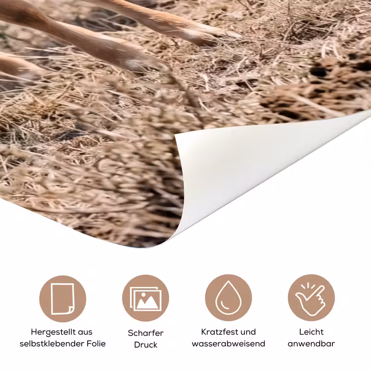Texas Longhorn - Kalf - Weide - Dieren deurposter klein -tcloseup_DE