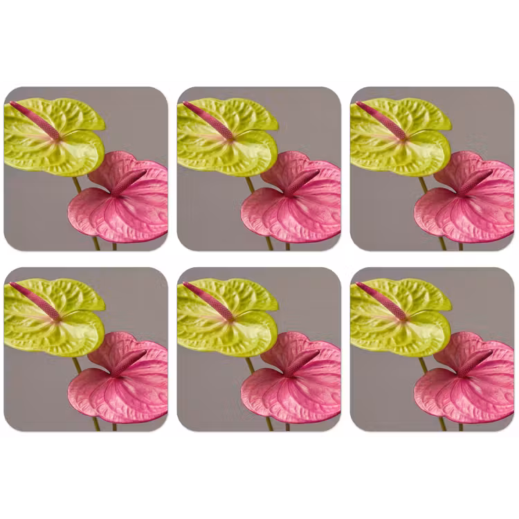 Planten - Anthurium - Groen - Roze onderzetter kurk middel -zkaufland3dotto