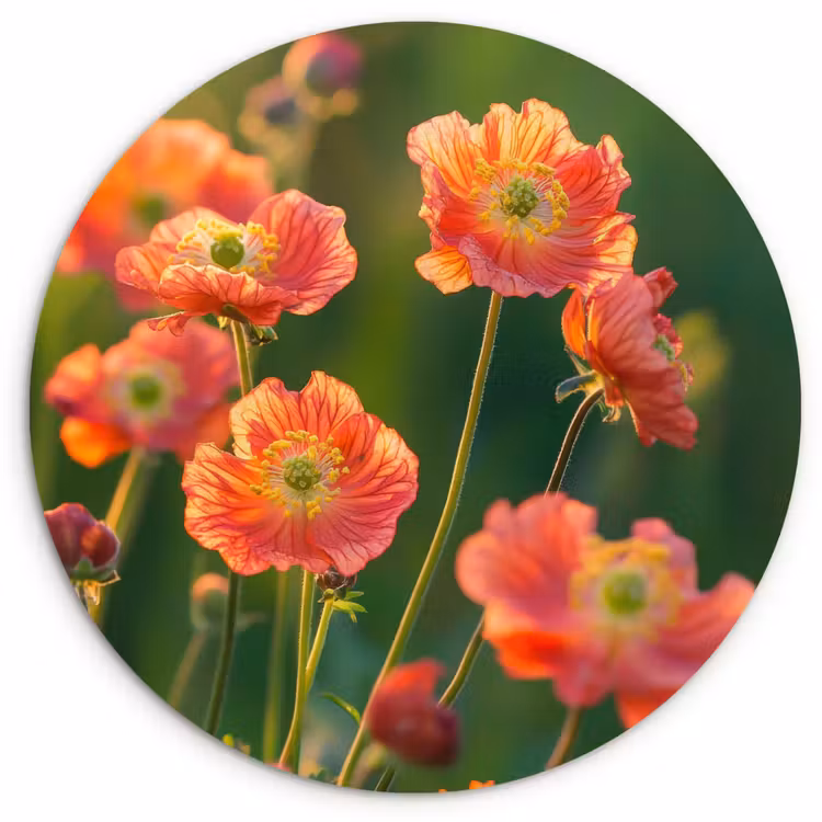 Bloemenveld - Zonnestralen - Oranje Wandcirkel plexiglas klein -3d