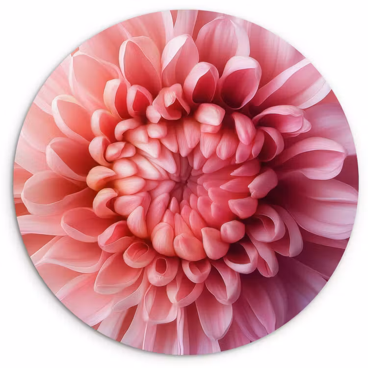 Dahlia - Bloem - Close up - Roze Wandcirkel plexiglas klein -3d