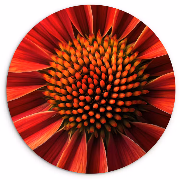 Close up - Bloem- Rood Wandcirkel plexiglas klein -3d
