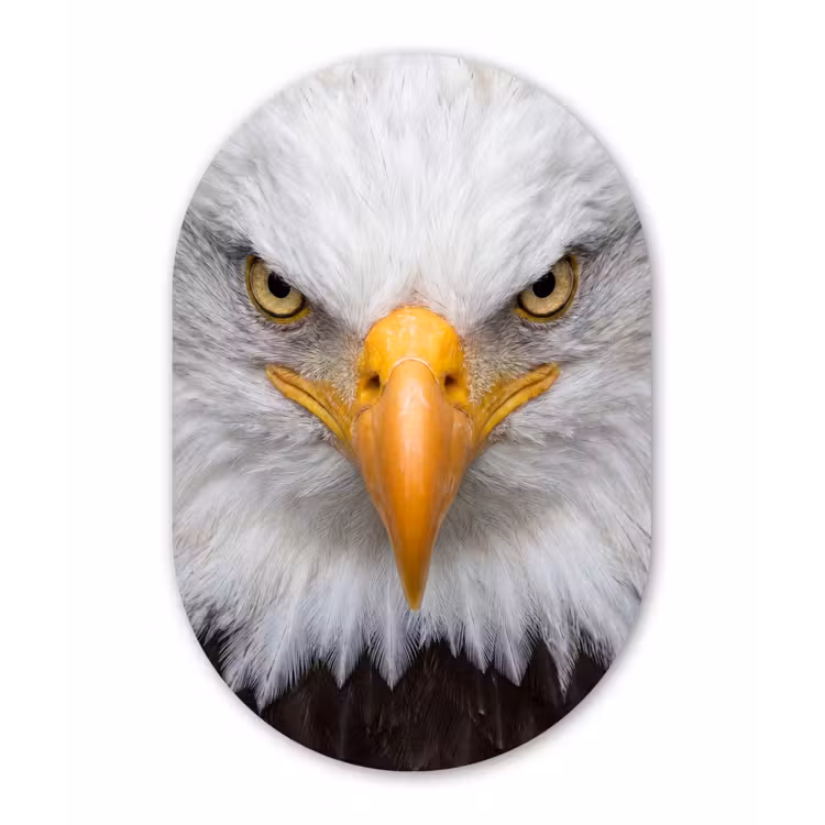 Amerikaans - Zeearend - Portret - Geel Wandcirkel Ovaal Aluminium middel -3d