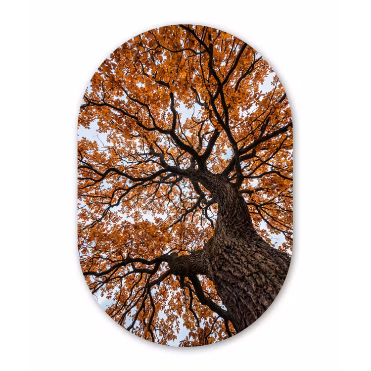 Boom - Bladerdak - Herfst - Oranje - Sfeervol Wandcirkel Ovaal Aluminium middel -3d
