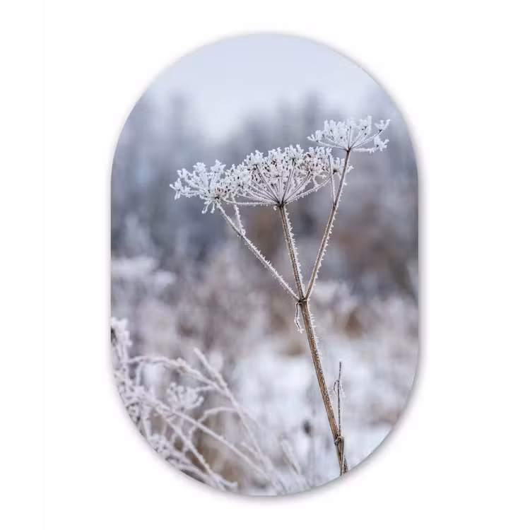 Schermbloem - Rijp - Kristallen - Winter - Delicaat Wandcirkel Ovaal Aluminium middel -3d