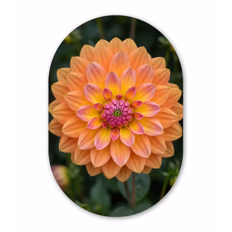 Dahlia - Bloem - Oranje Wandcirkel Ovaal Aluminium middel -3d