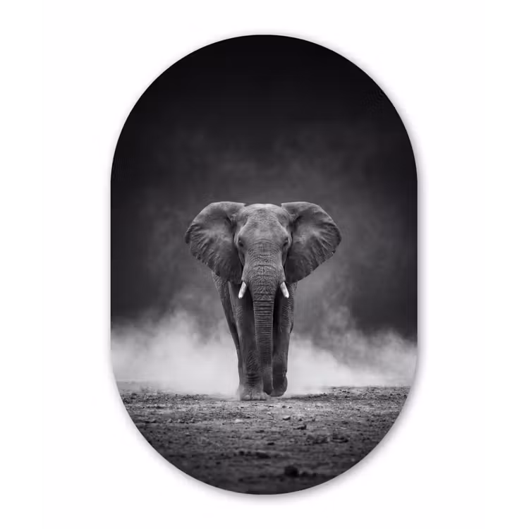 Olifant - Zwart - Wit - Rook Wandcirkel Ovaal Aluminium middel -3d