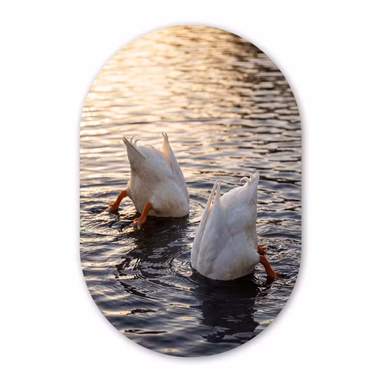 Eenden - Water - Natuur Wandcirkel Ovaal Aluminium middel -3d