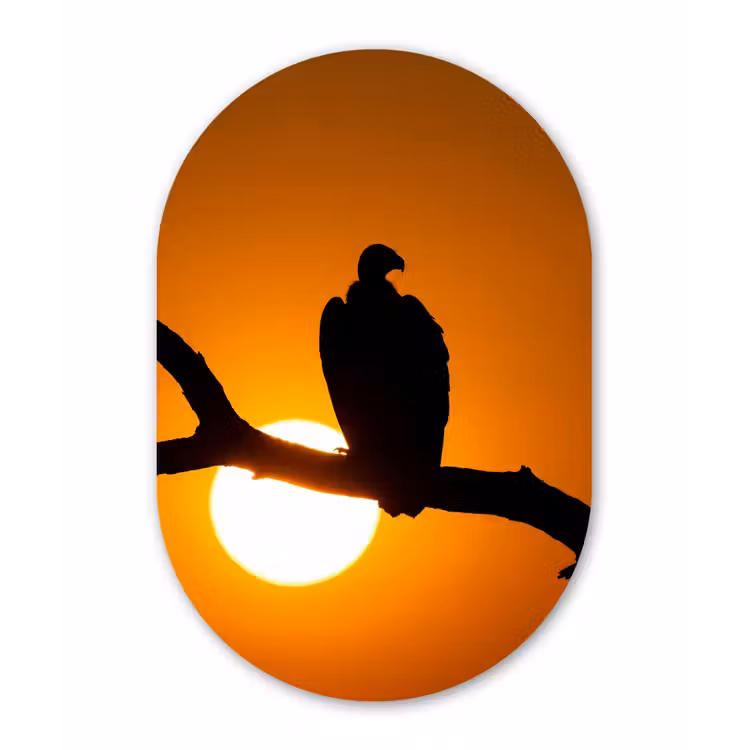 Gier - Tak - Zon - Oranje Wandcirkel Ovaal Aluminium middel -3d