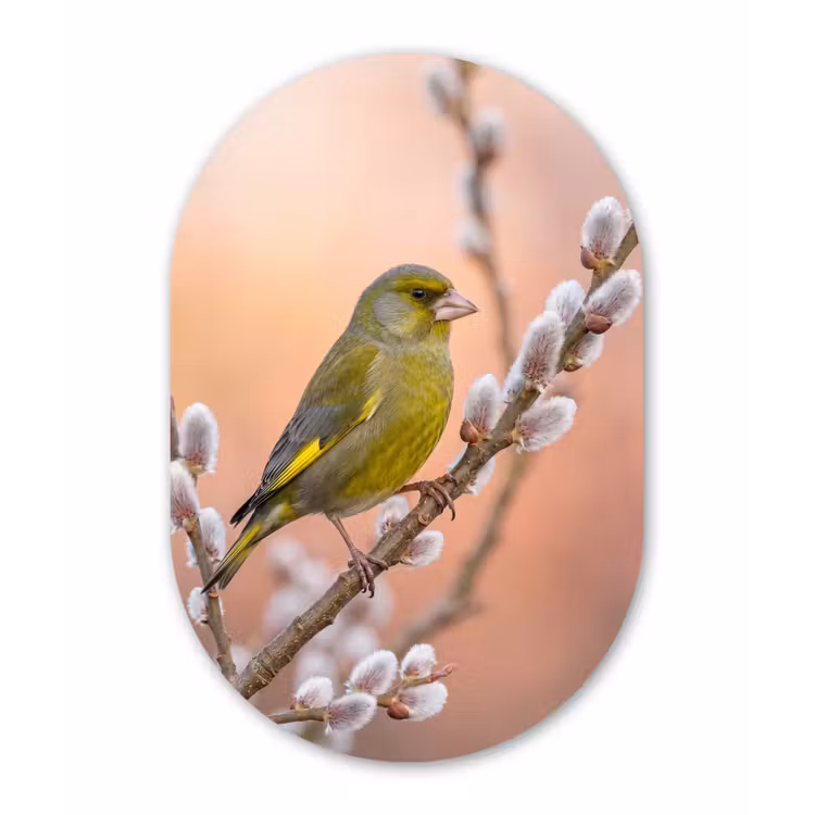 Groenling - Katjes - Lente - Natuur - Zacht Wandcirkel Ovaal Aluminium middel -3d