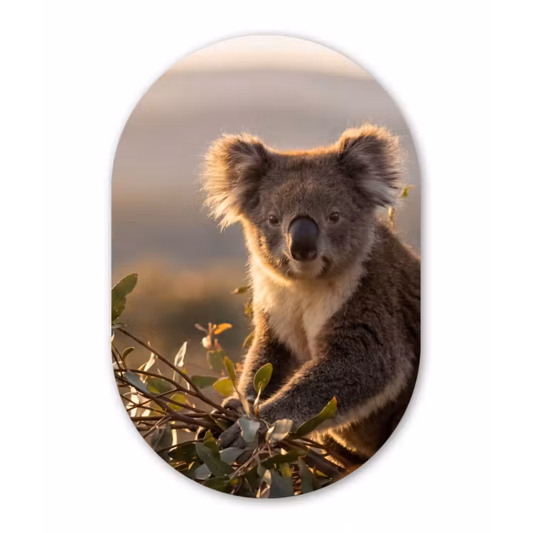 Koala - Bladeren - Ochtendlicht Wandcirkel Ovaal Aluminium middel -3d