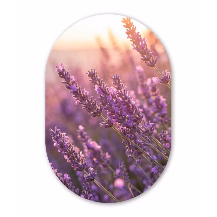 Lavendel - Paars - Zonlicht Wandcirkel Ovaal Aluminium middel -3d