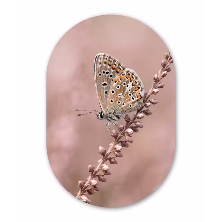 Lavendel - Vlinder - Paars Wandcirkel Ovaal Aluminium middel -3d