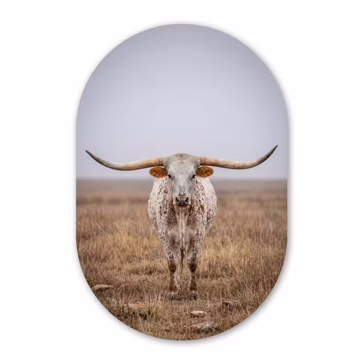 Longhorn - Grasveld - Dier Wandcirkel Ovaal Aluminium middel -3d