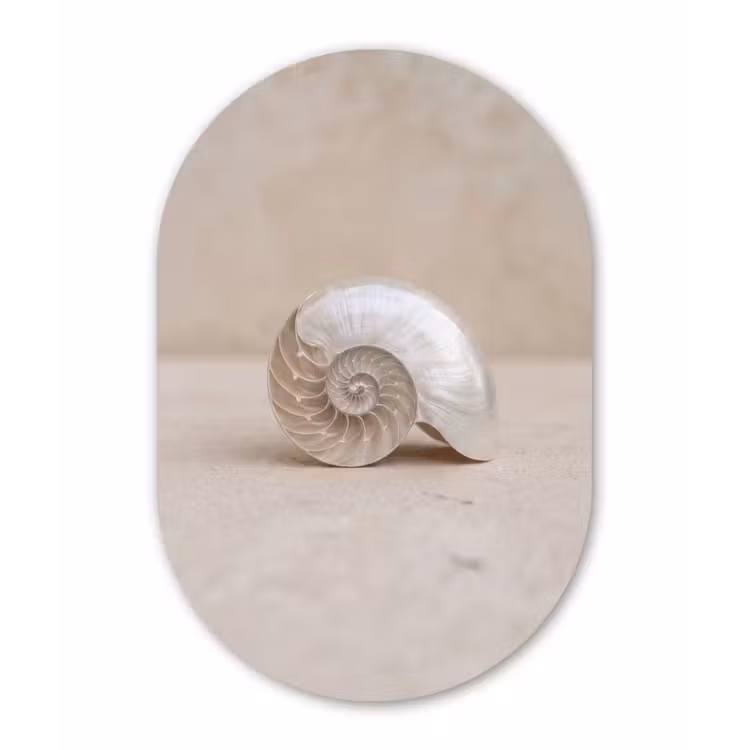 Schelp - Spiraal - Beige Wandcirkel Ovaal Aluminium middel -3d