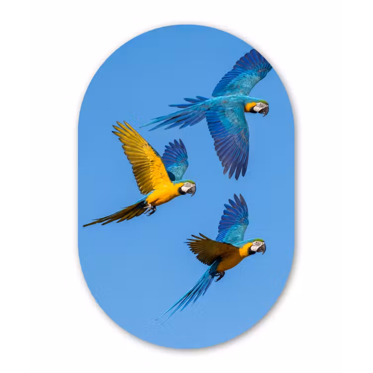 Papagaai - Vliegen - Blauw - Geel Wandcirkel Ovaal Aluminium middel -3d