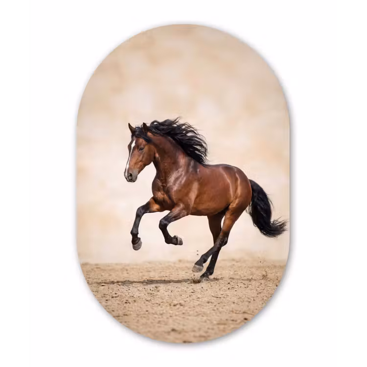 Paard - Galop - Energie Wandcirkel Ovaal Aluminium middel -3d