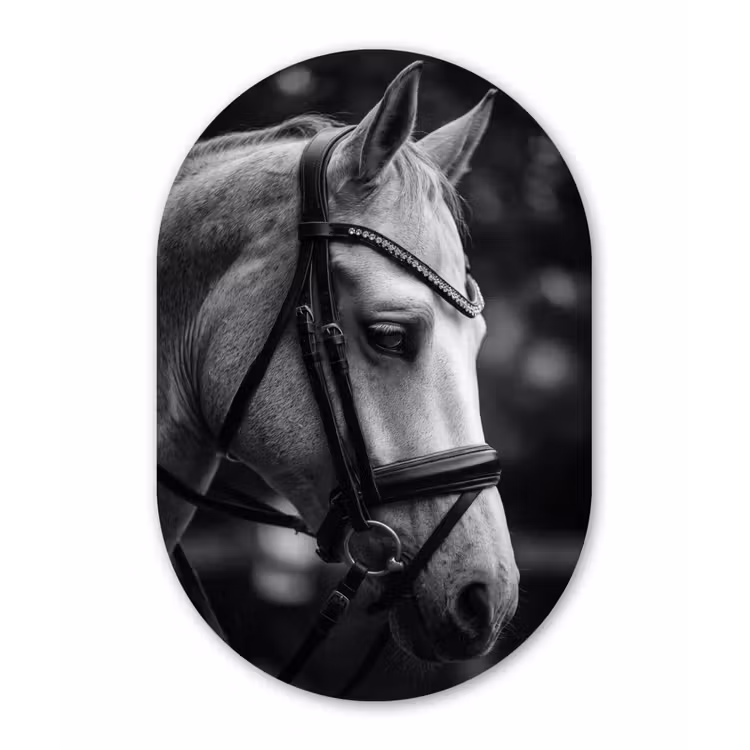 Paard - Schimmel - Portret Wandcirkel Ovaal Aluminium middel -3d