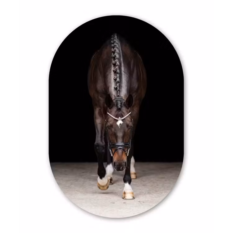 Paard - Modern - Portret Wandcirkel Ovaal Aluminium middel -3d