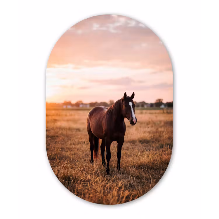 Paard - Zonsondergang - Bruin Wandcirkel Ovaal Aluminium middel -3d