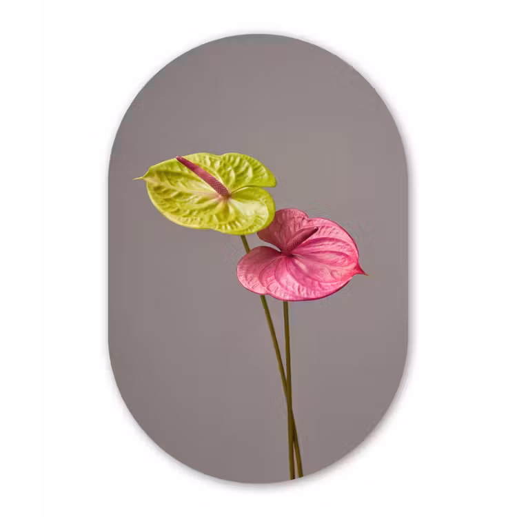 Planten - Anthurium - Groen - Roze Wandcirkel Ovaal Aluminium middel -3d