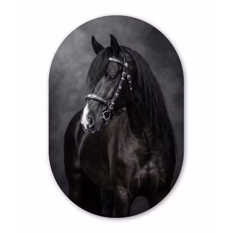 Portret - Paard - Zwart Wandcirkel Ovaal Aluminium middel -3d