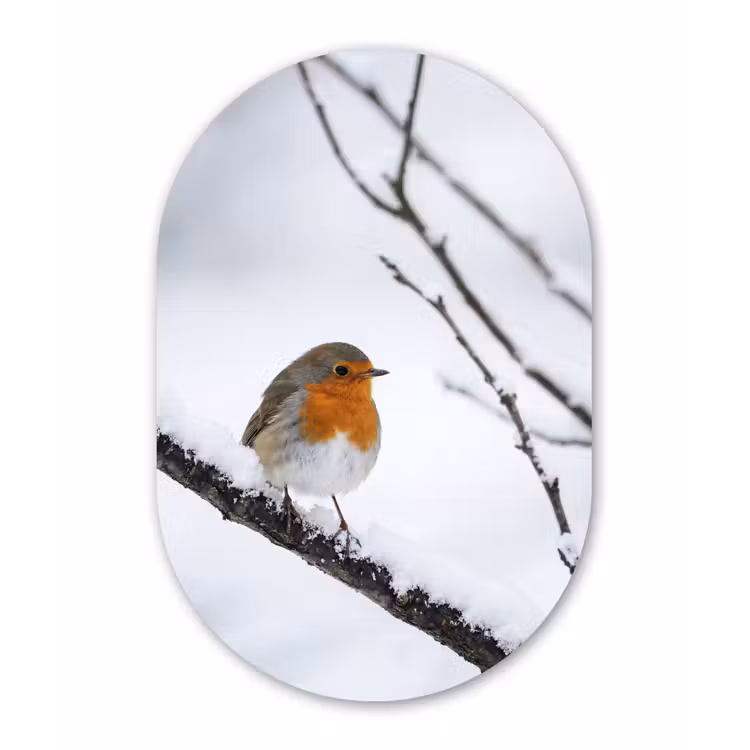 Roodborstje - Tak - Sneeuw - Winter - Levendig Wandcirkel Ovaal Aluminium middel -3d