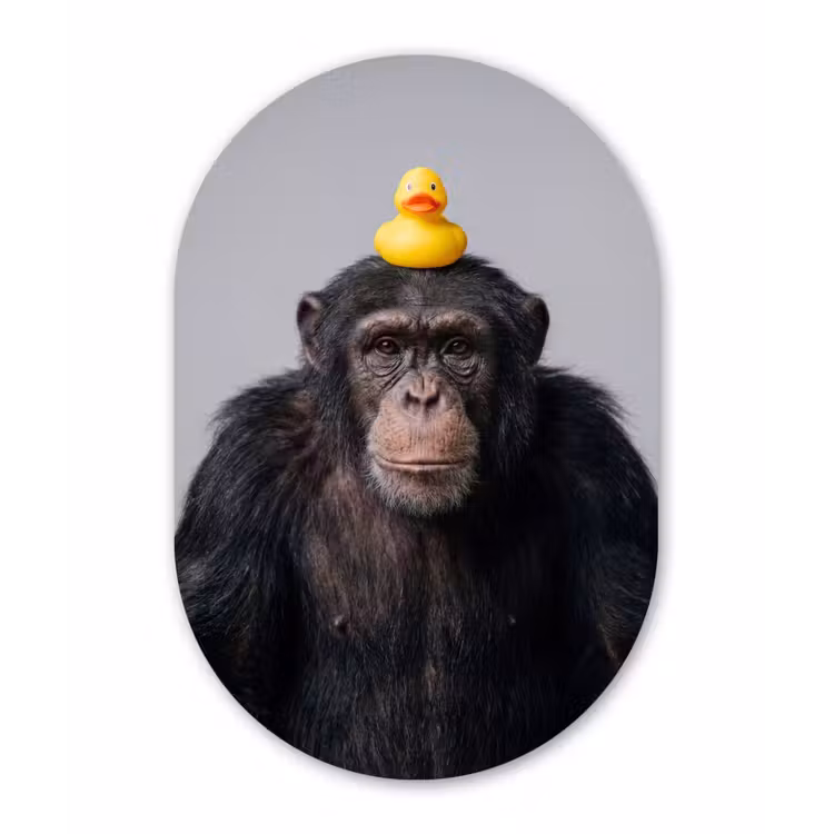Chimpansee - Badeend - Grijs Wandcirkel Ovaal Aluminium middel -3d