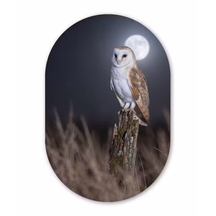 Kerkuil - Maan - Nacht Wandcirkel Ovaal Aluminium middel -3d