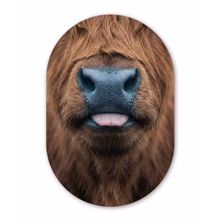 Schotse hooglander - Neus - Bruin Wandcirkel Ovaal Aluminium middel -3d