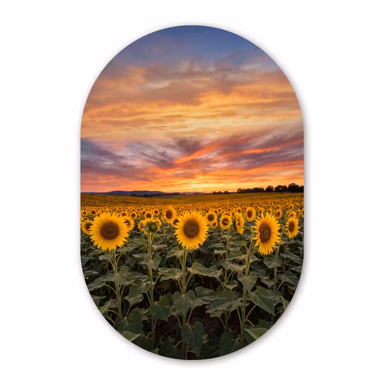 Zonnebloemen - Heuvellandschap - Geel Wandcirkel Ovaal Aluminium middel -3d