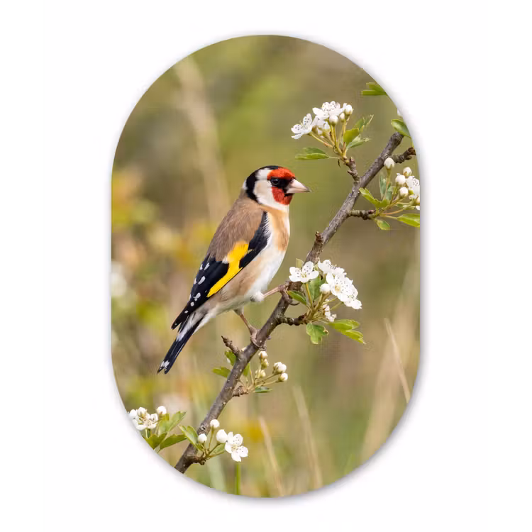 Putter - Bloesem - Lente - Natuur - Kleurrijk Wandcirkel Ovaal Aluminium middel -3d