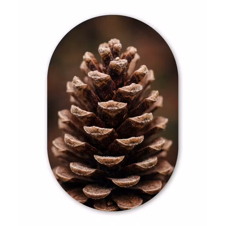 Dennenappel - Bos - Herfst - Bruin - Sfeervol Wandcirkel Ovaal Aluminium middel -3d