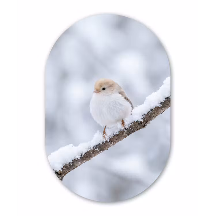 Vogeltje - Sneeuw - Tak - Winter - Zacht Wandcirkel Ovaal Aluminium middel -3d