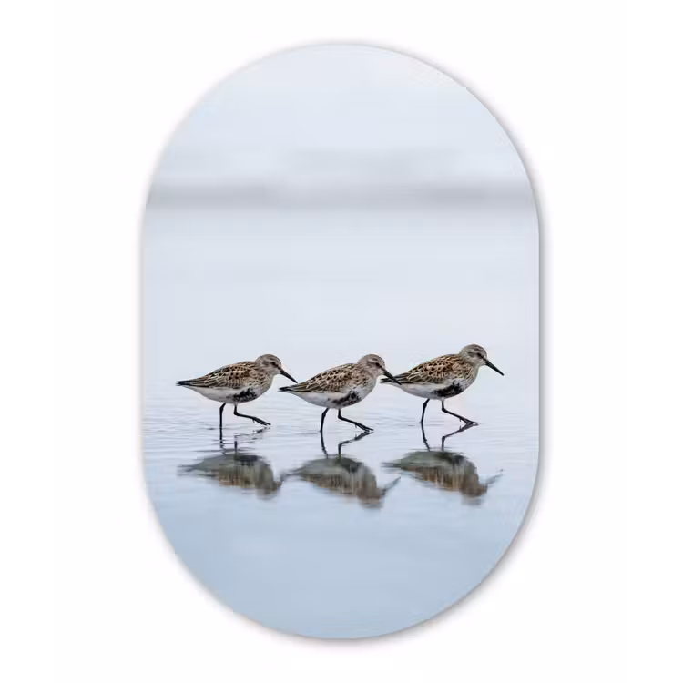 Vogels - Water - Grijs Wandcirkel Ovaal Aluminium middel -3d