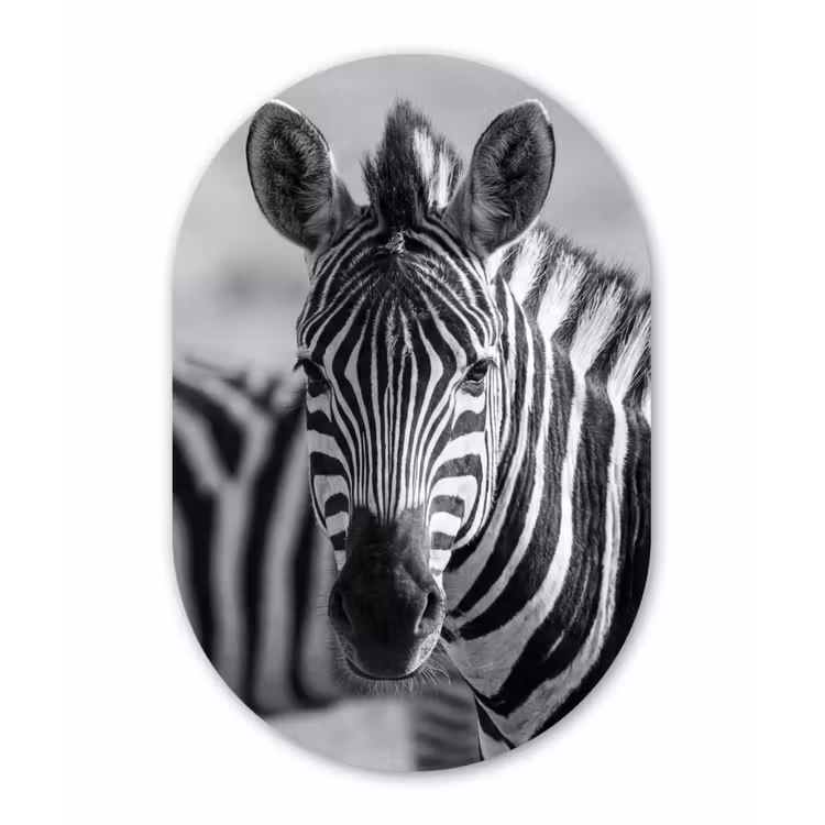 Zebra's - Zwart - Wit Wandcirkel Ovaal Aluminium middel -3d