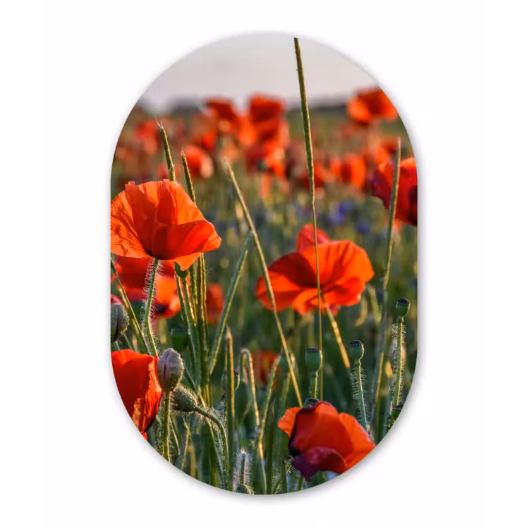 Bloemen - Klaprozen - Natuur - Rood Wandcirkel Ovaal Forex klein -3d