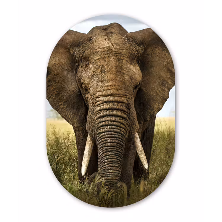 Olifant - Natuur - Gras - Dieren - Landschap Wandcirkel Ovaal Forex klein -3d