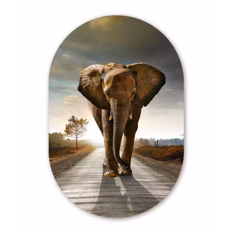 Olifant - Weg - Dieren - Zonsondergang - Landschap Wandcirkel Ovaal Forex klein -3d