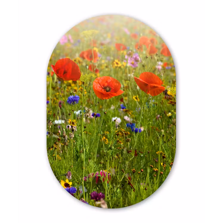 Lente - Bloemen - Rood - Klaproos - Gras - Groen Wandcirkel Ovaal Forex klein -3d