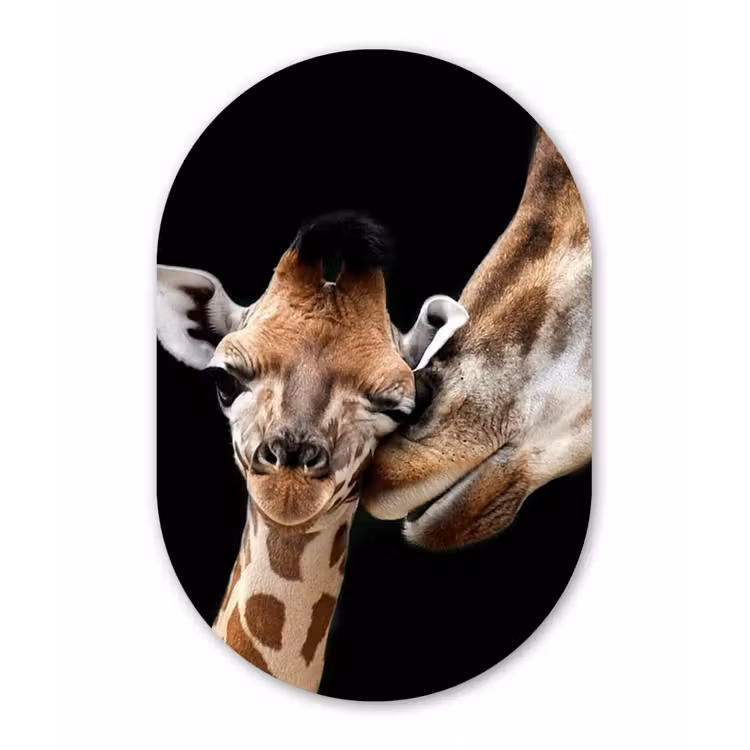 Giraffe - Dieren - Zwart - Portret - Dieren Wandcirkel Ovaal Forex klein -3d