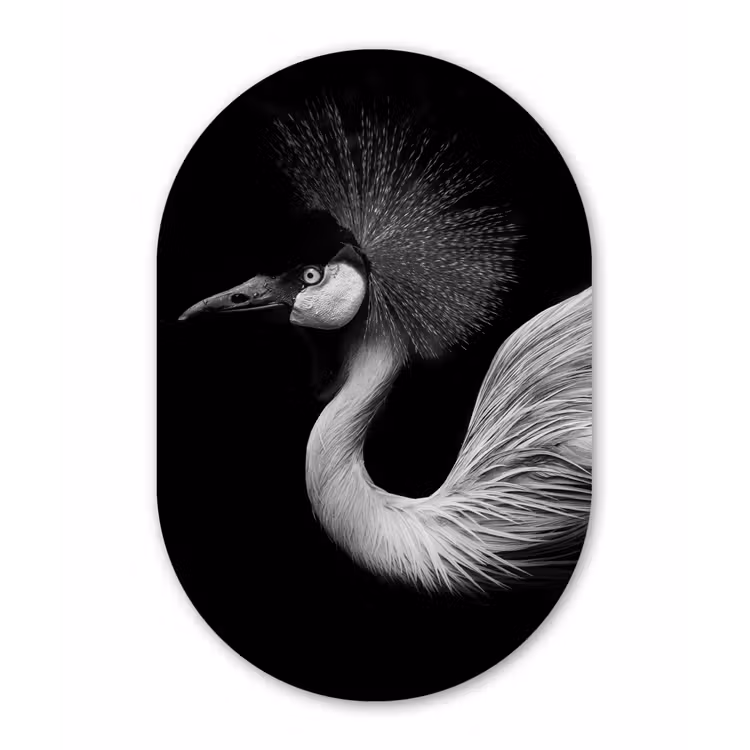 Kraanvogel - Zwart - Wit - Vogel - Dieren Wandcirkel Ovaal Forex klein -3d