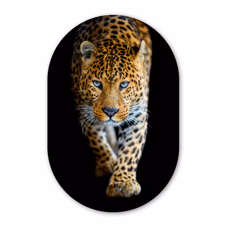 Luipaard - Dieren - Portret - Wilde dieren - Zwart Wandcirkel Ovaal Forex klein -3d